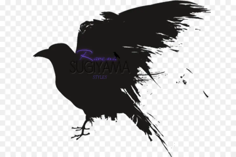 Aves，Raven PNG