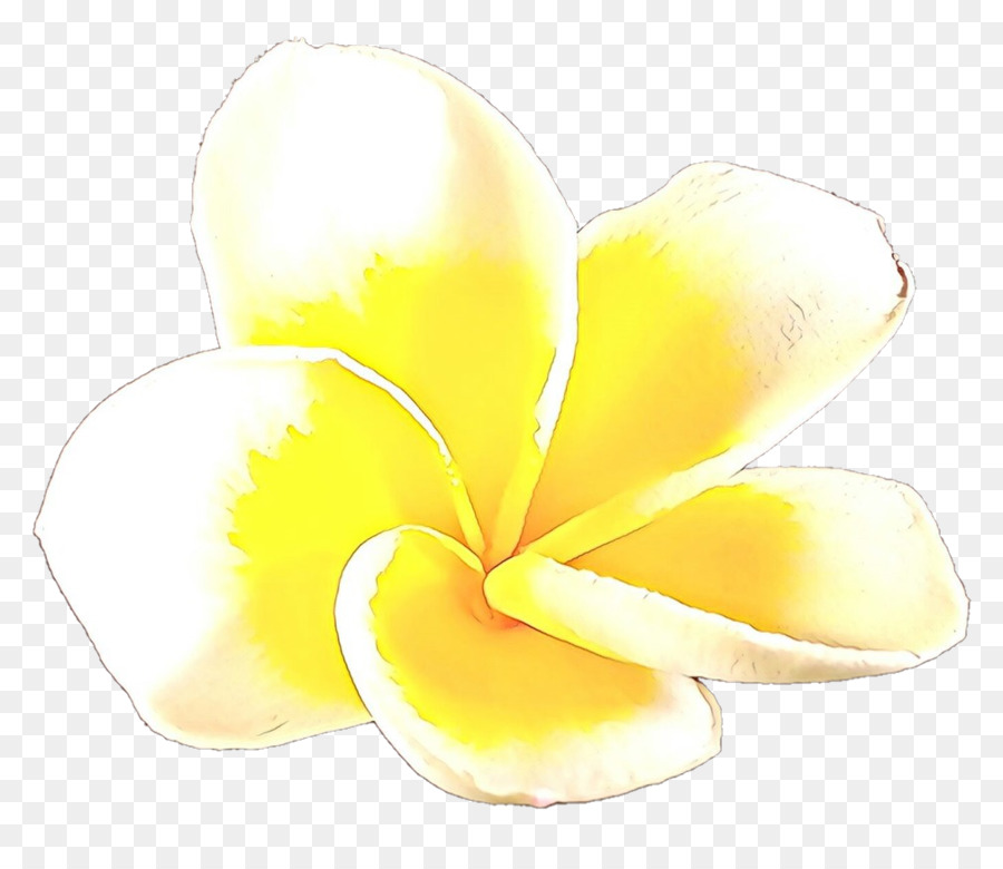 Frangipani，Amarelo PNG