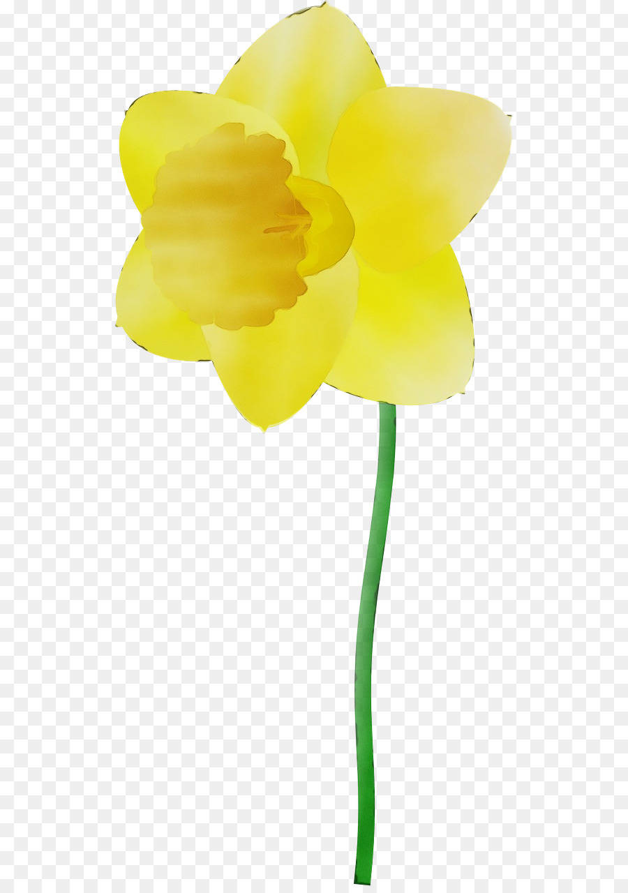 Narciso Amarelo，Primavera PNG