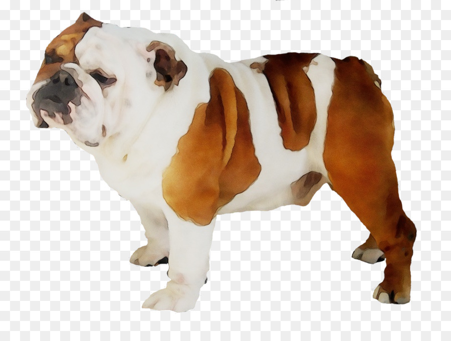 Antigo Bulldog Inglês，Cachorro PNG