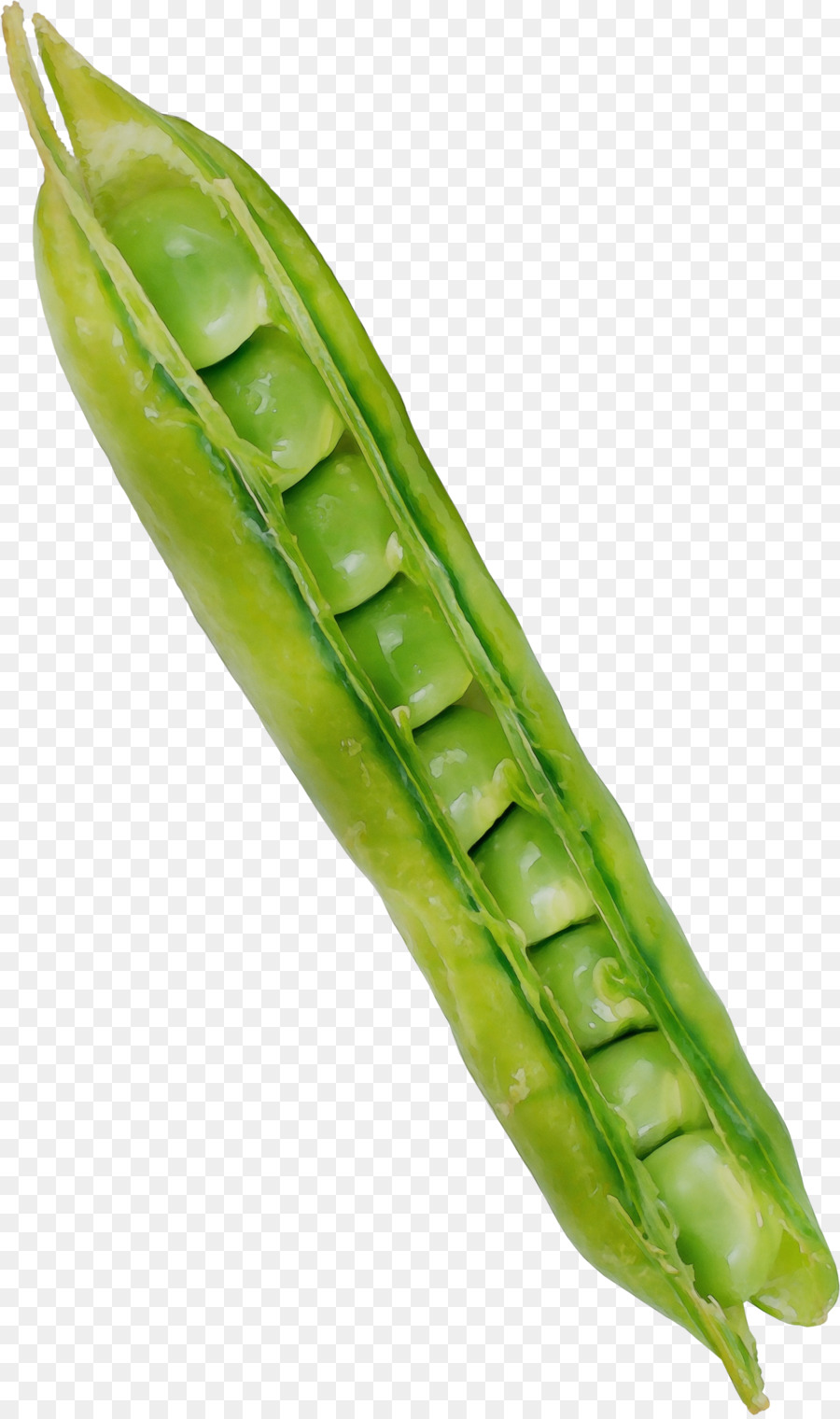 Vegetal，Planta PNG