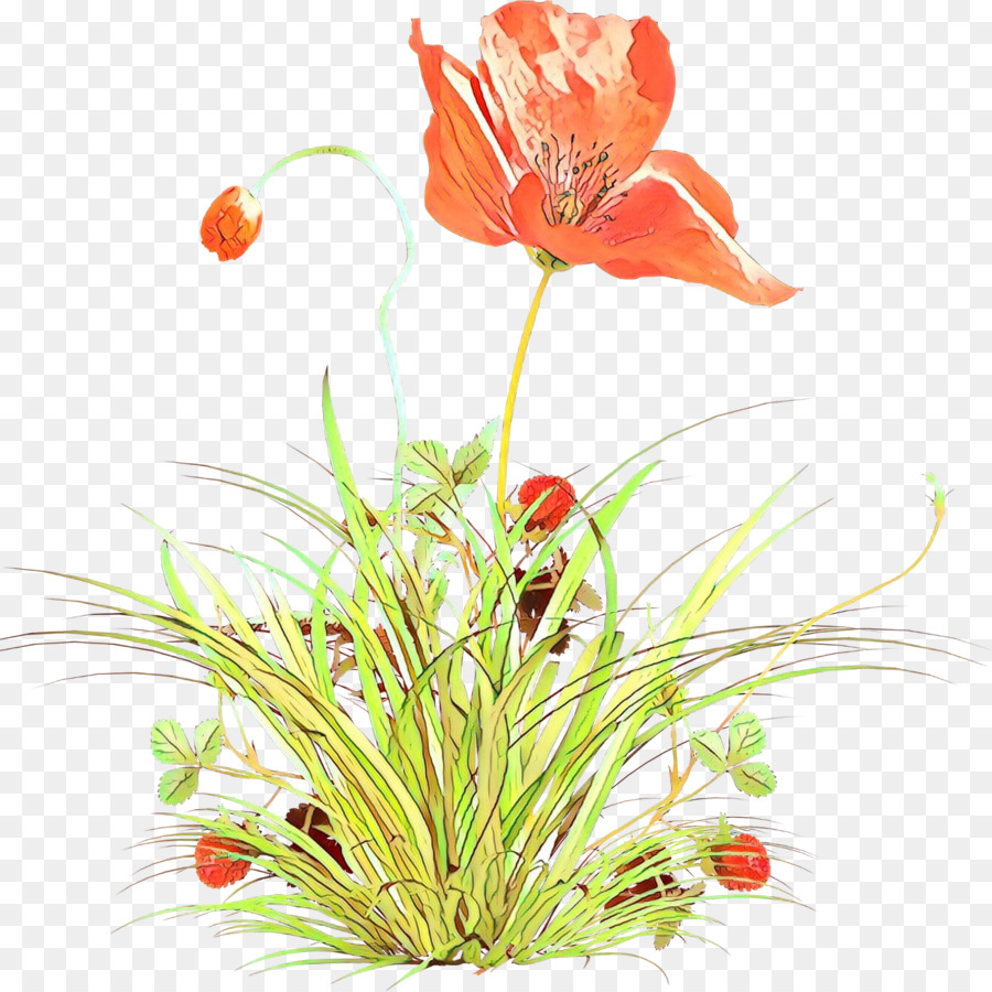 Flor，Planta PNG