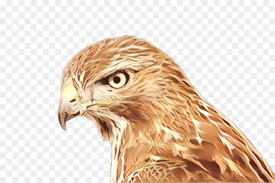 Aves，Hawk PNG