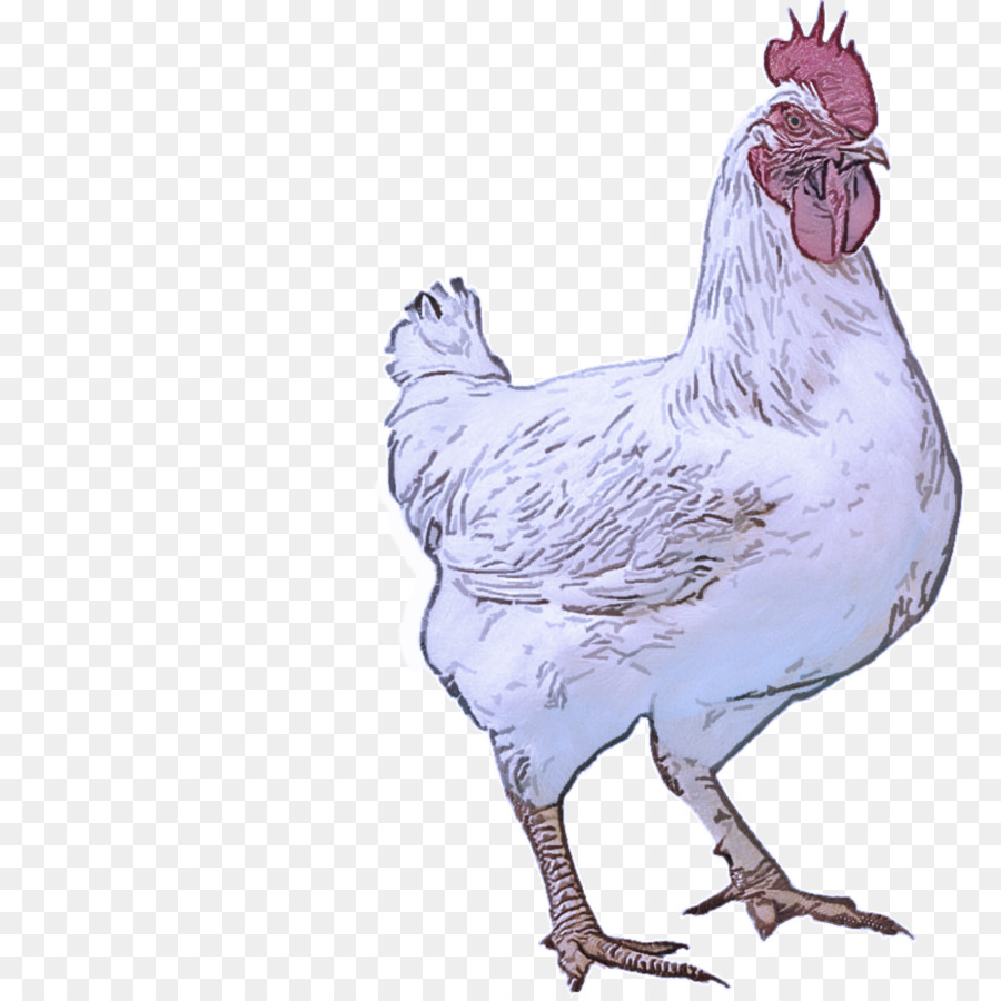 Galinha E Ovos，Frango PNG