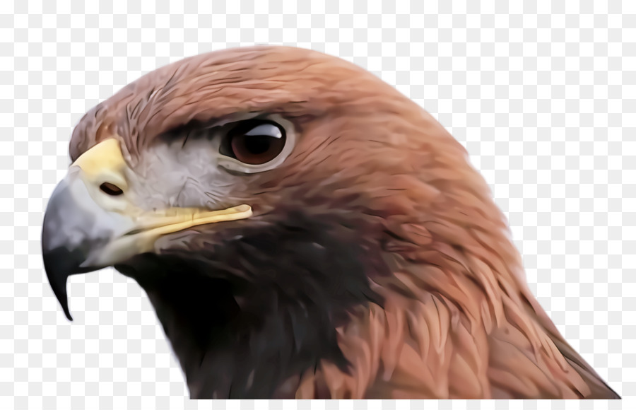 Aves，Bico PNG