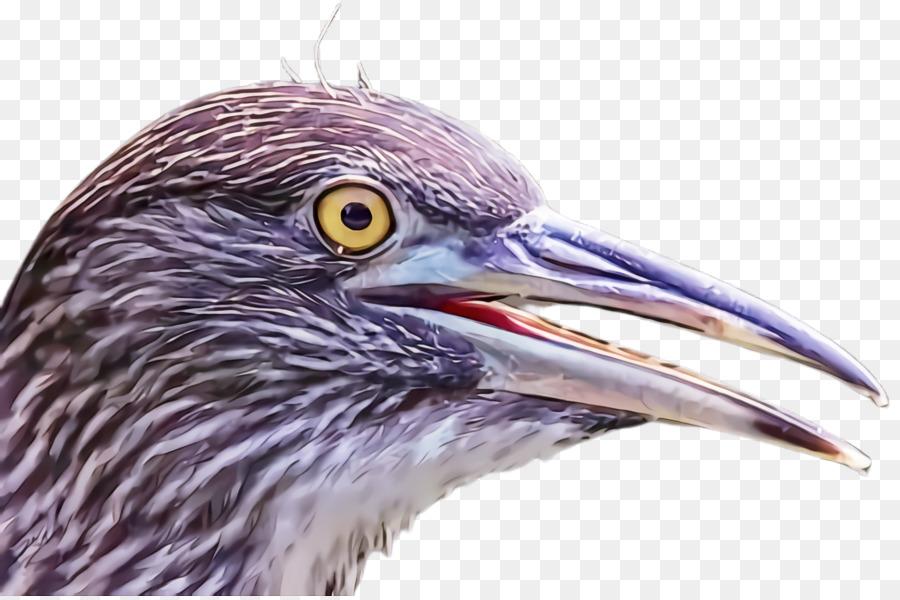 Aves，Bico PNG