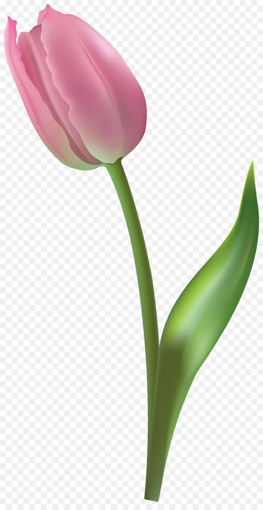 Flor，Tulip PNG