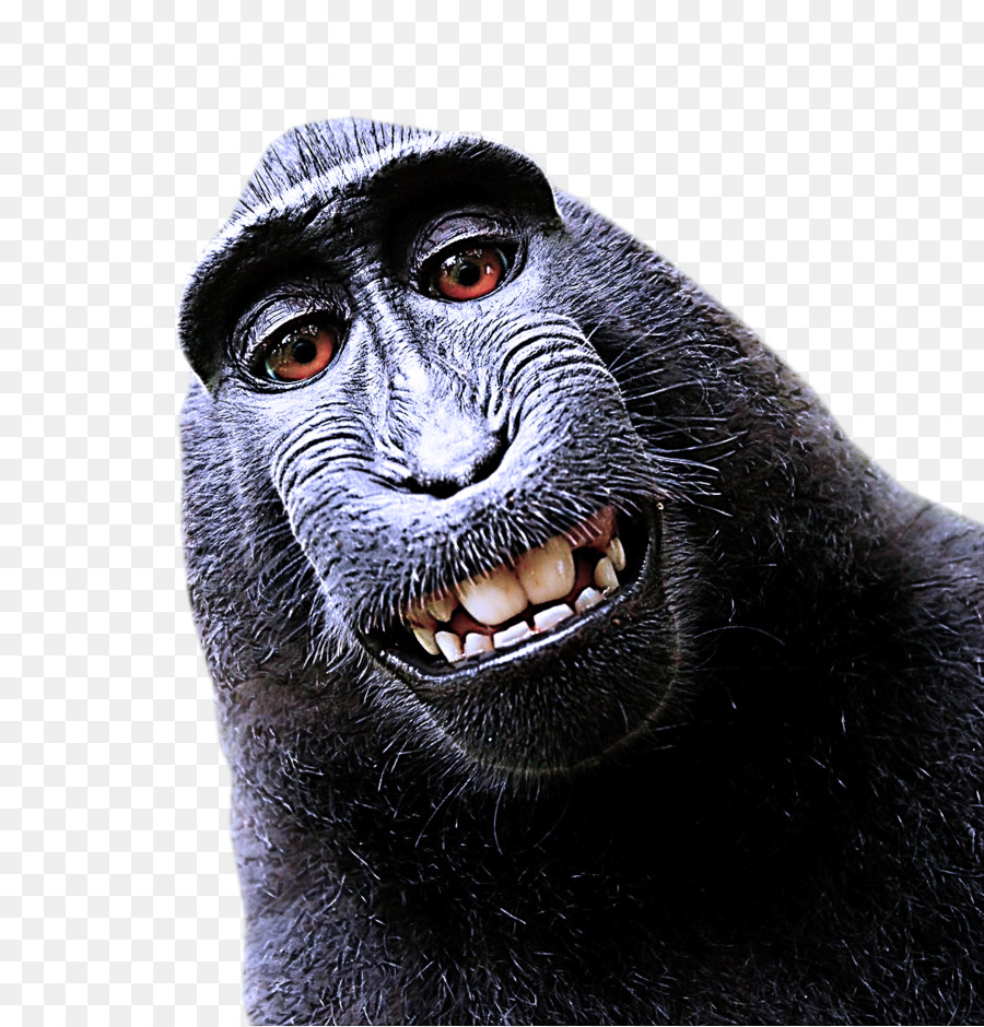 Macaco Do Velho Mundo，Focinho PNG