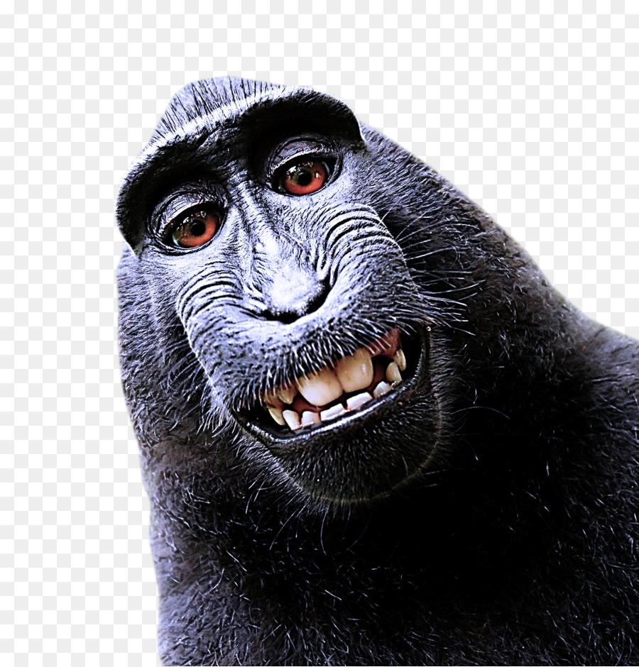 Macaco，Sorriso PNG