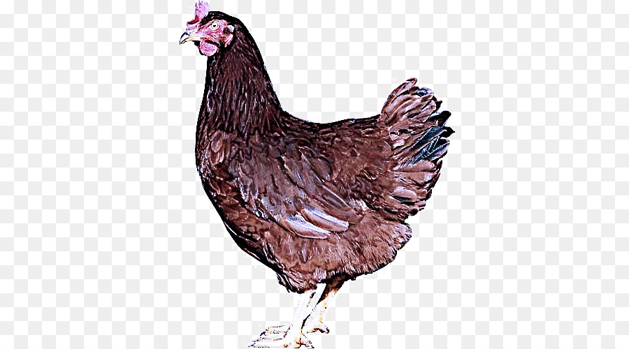 Frango Branco，Galinha PNG