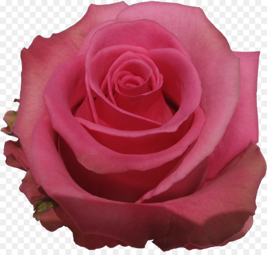 Rosa Rosa，Florescer PNG