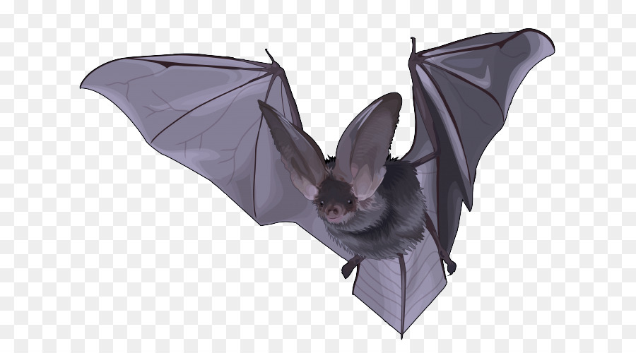 Bat，Origami PNG