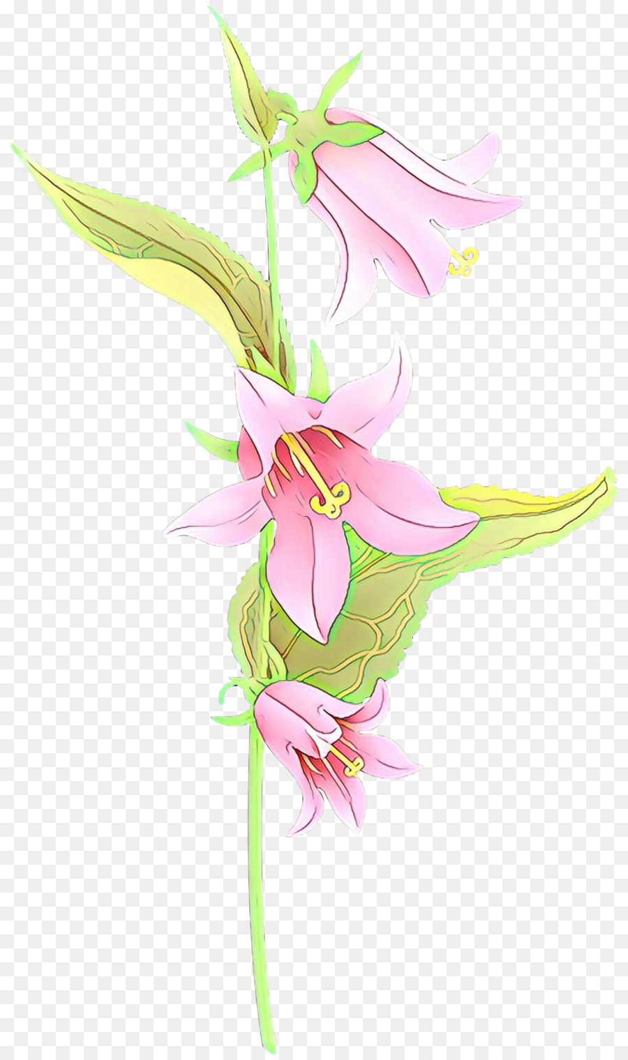 Flor，Planta PNG