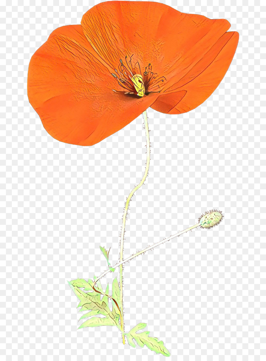 Flor，Eschscholzia Californica PNG