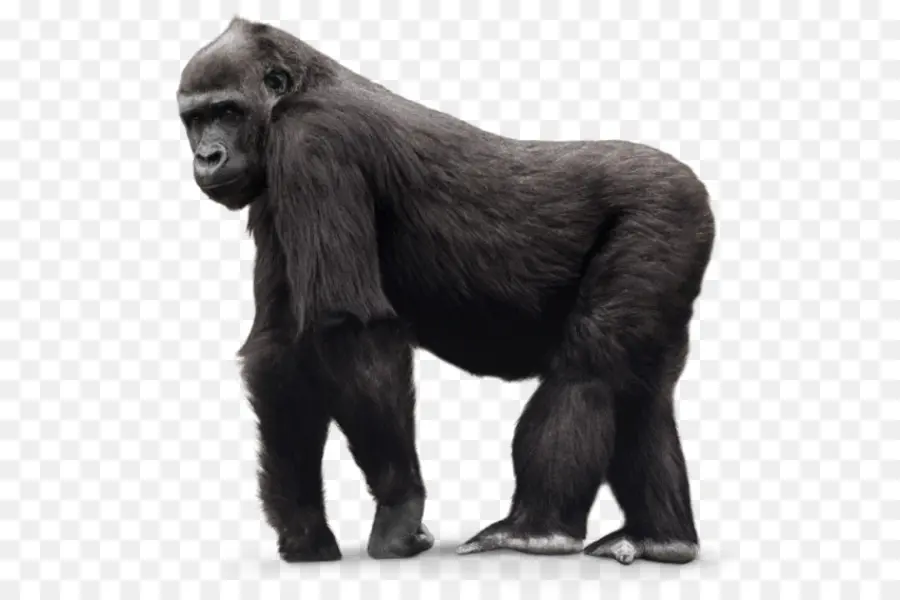 Planície Ocidental Gorila，Focinho PNG