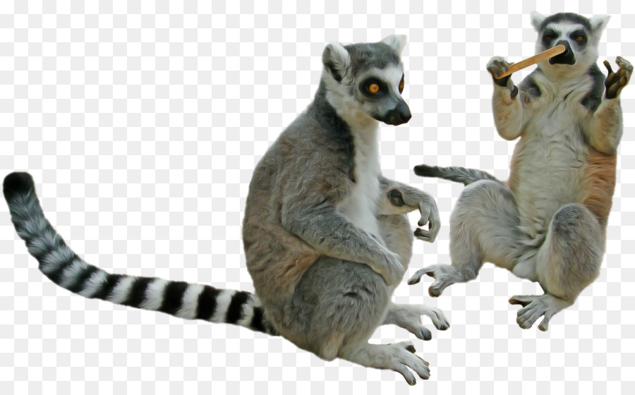 Lemur，Animal Figura PNG