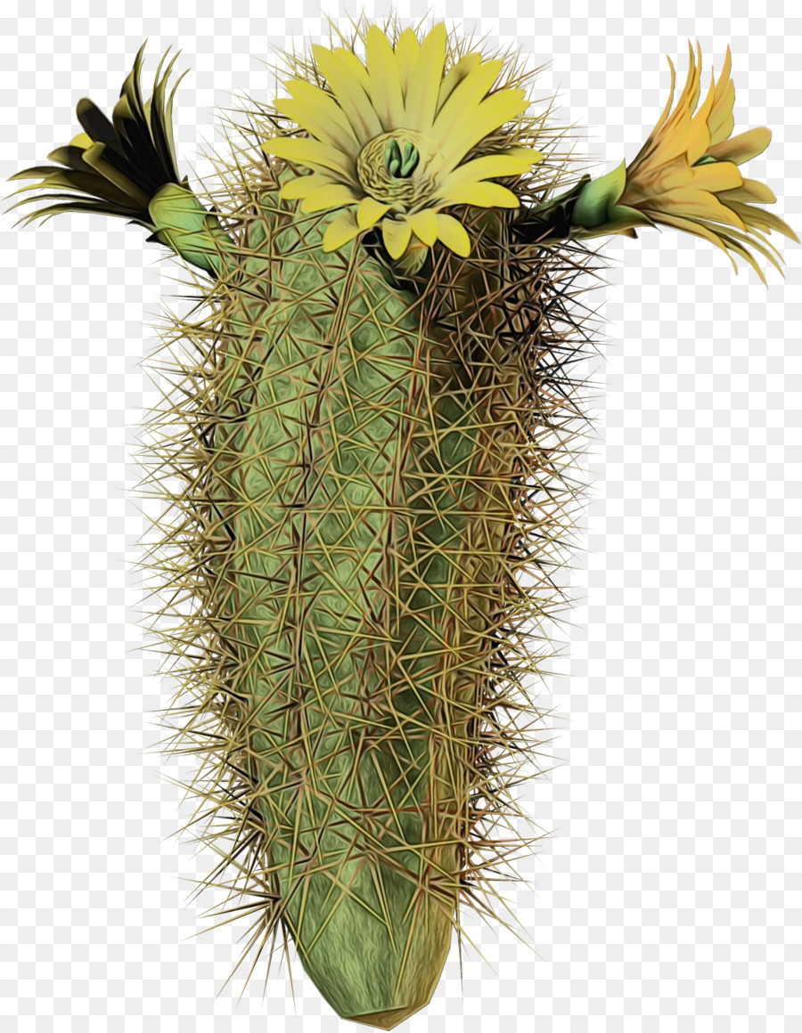 Cactus，Flor PNG