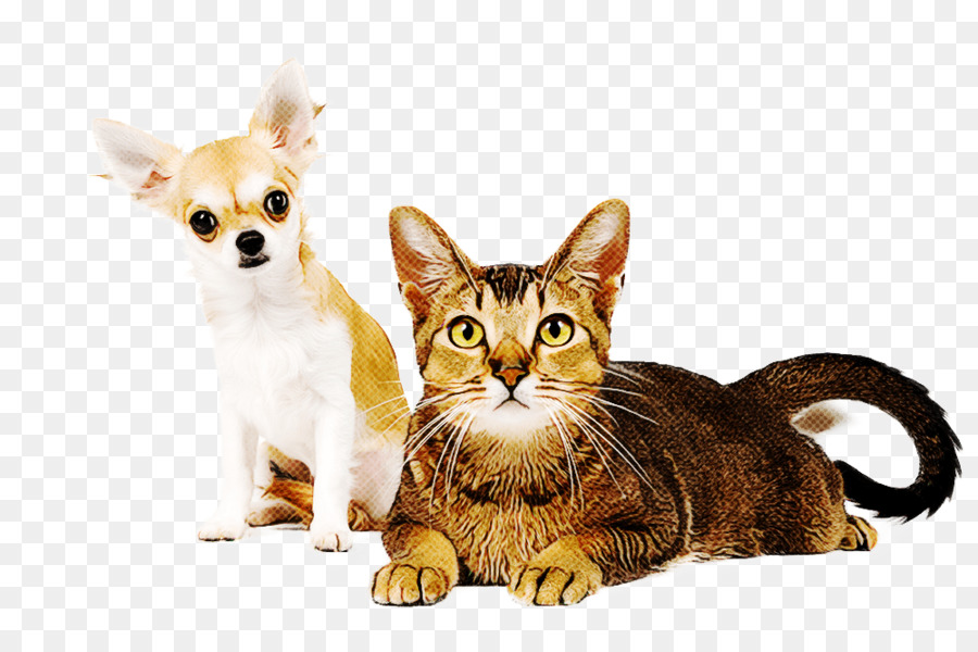 Gato，Pequenas E Médias Gatos PNG