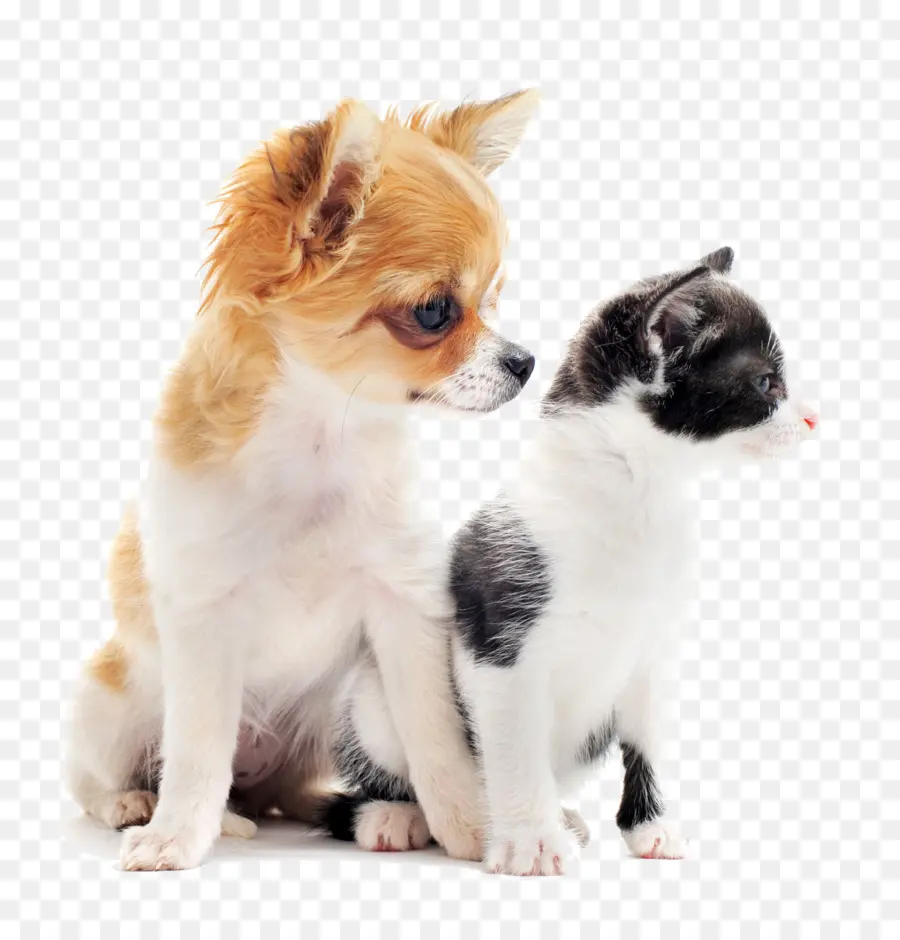 Cachorrinho E Gatinho，Bonitinho PNG