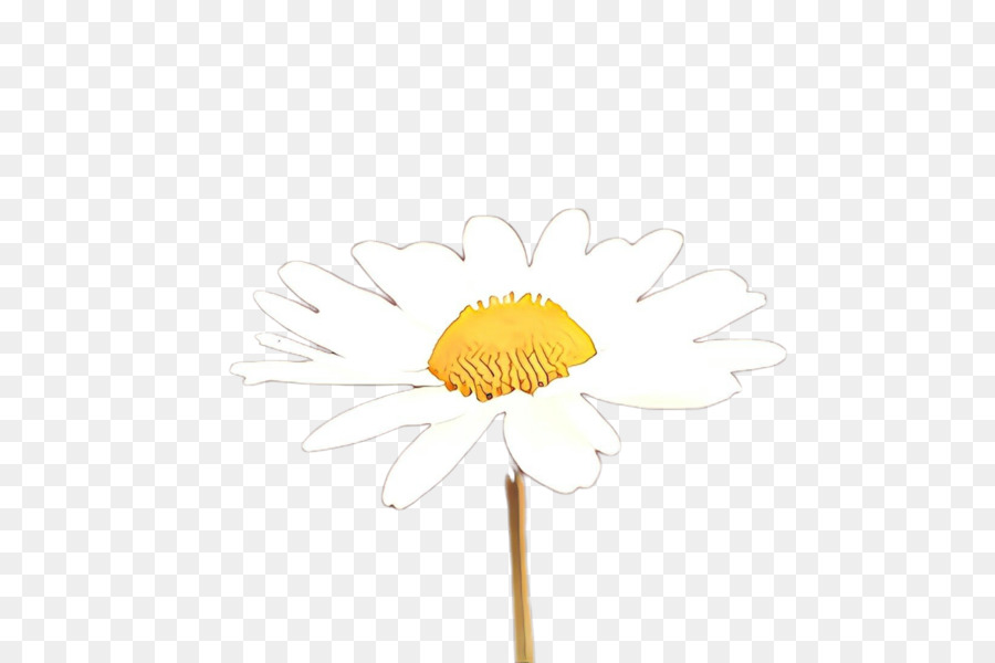 Amarelo，Camomile PNG