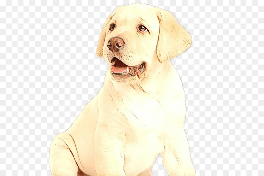 Cachorro，Labrador Retriever PNG