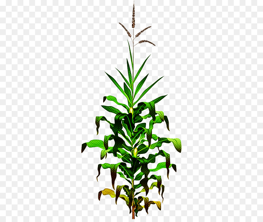 Planta De Milho，Folhas PNG