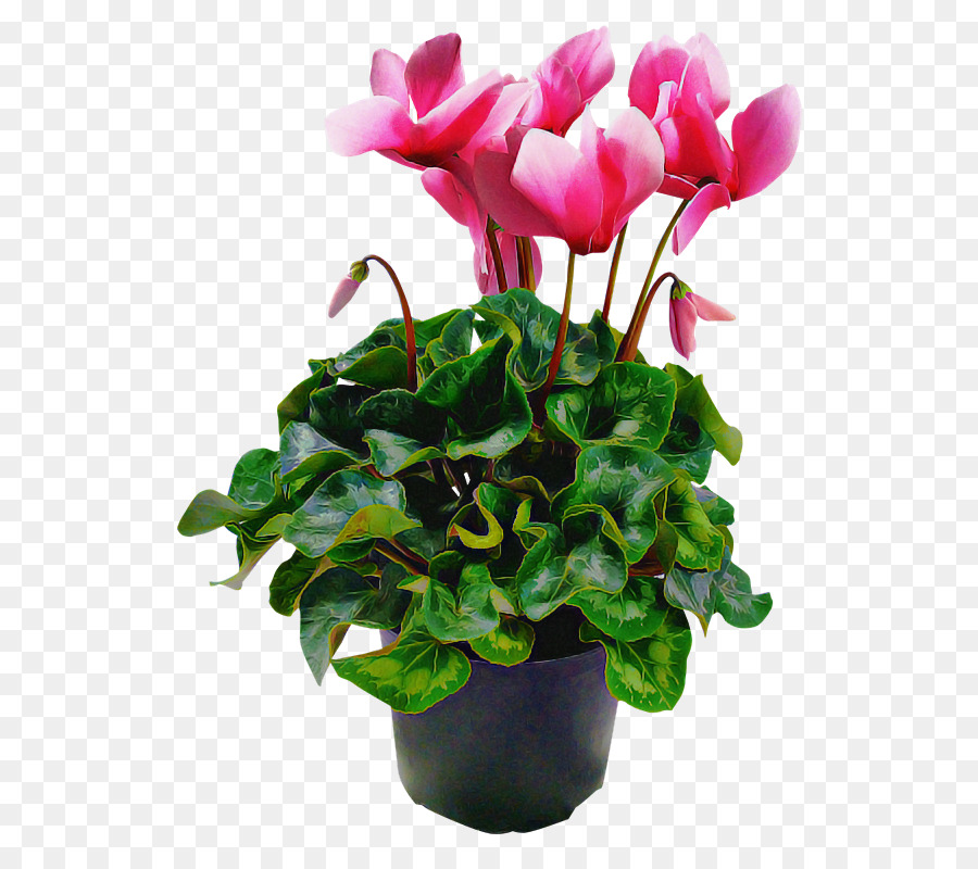 Flor，Planta PNG