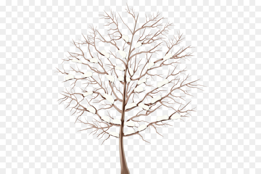 Pinho Branco，árvore PNG