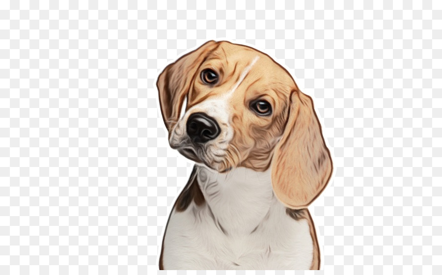 Cachorro，Beagle PNG