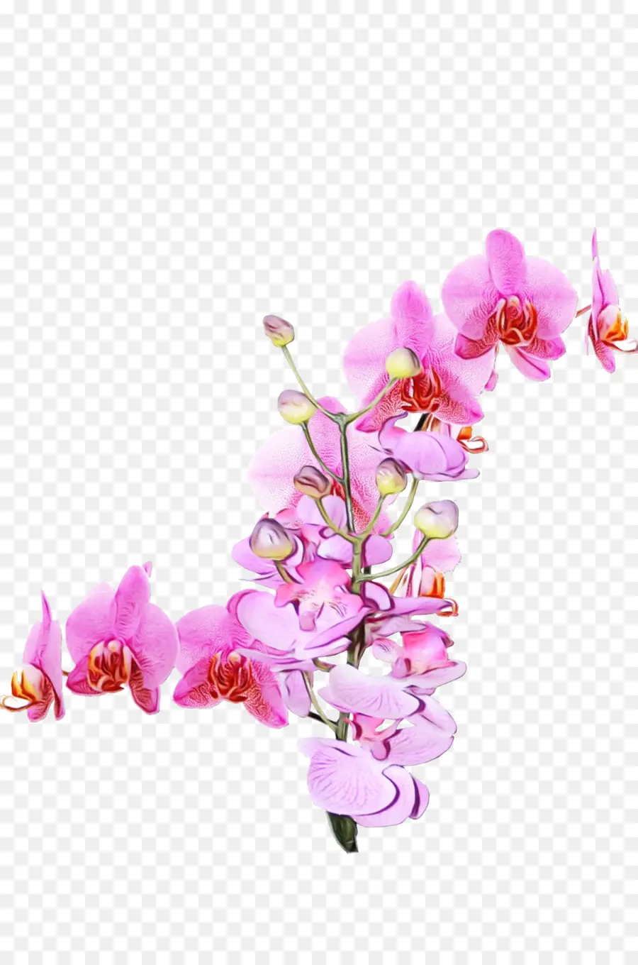 Orquídeas Brancas，Orquídea PNG