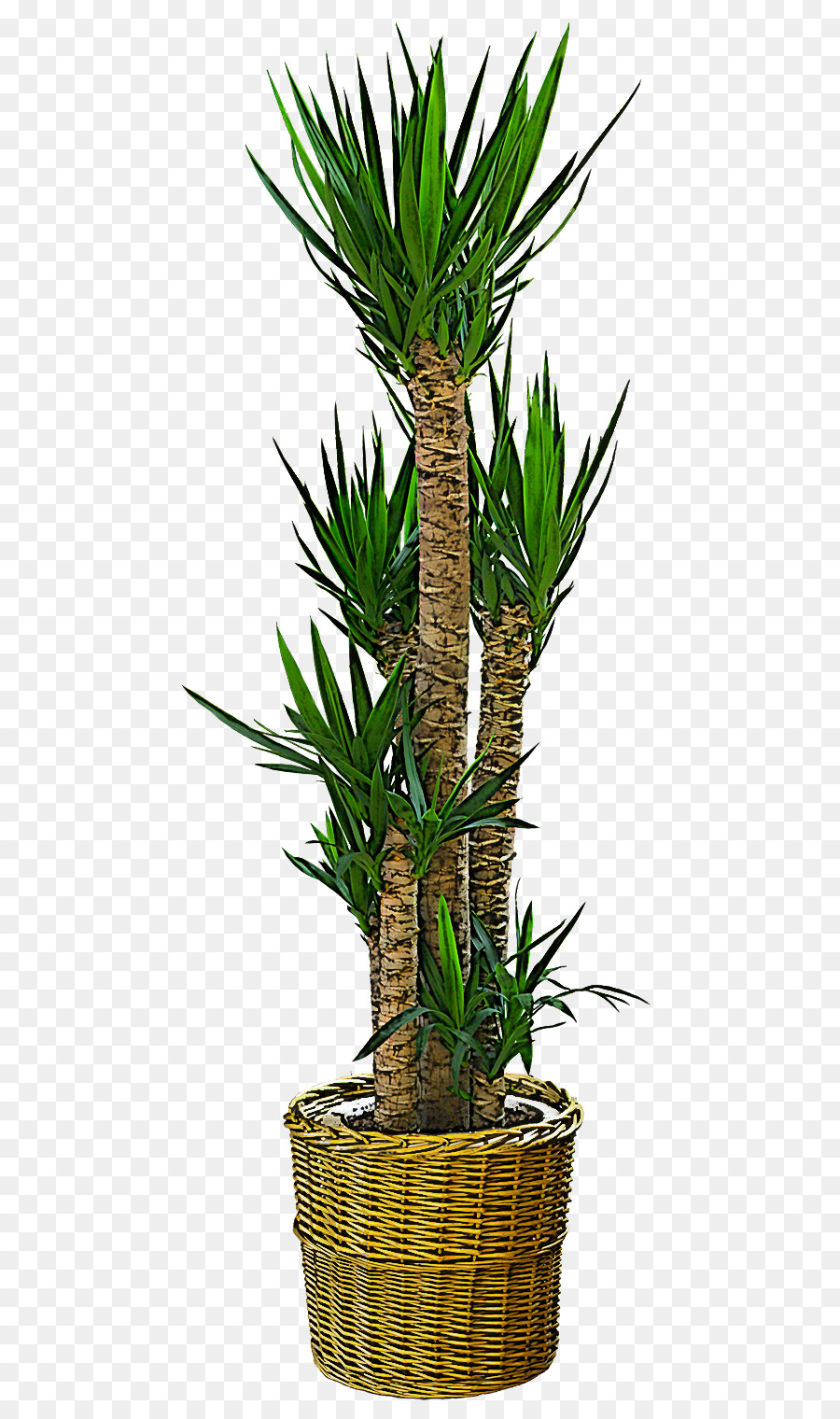 Yucca，Planta PNG