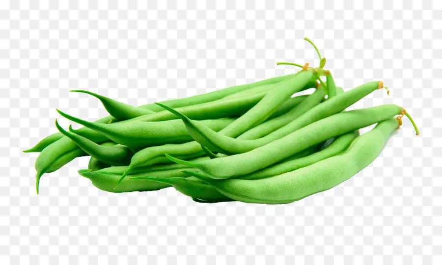 Vegetal，Plantar PNG