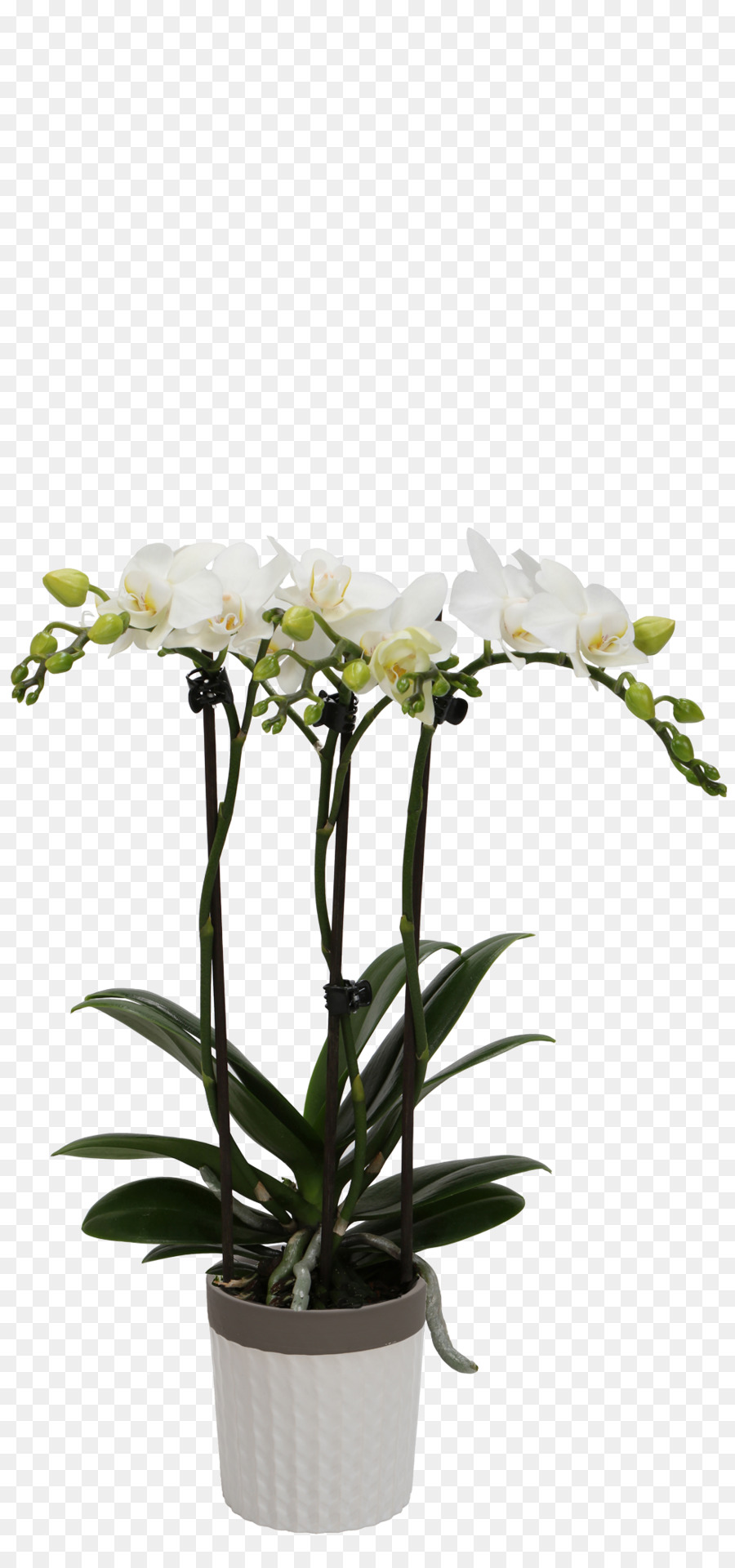 Orquídea，Branco PNG