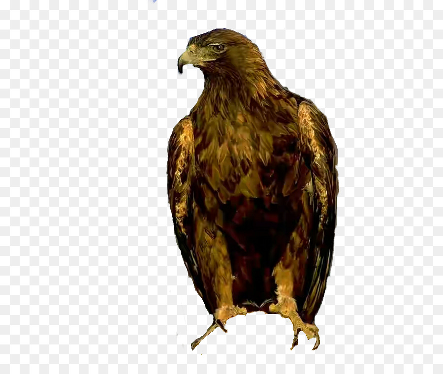 Aves，águia De Ouro PNG