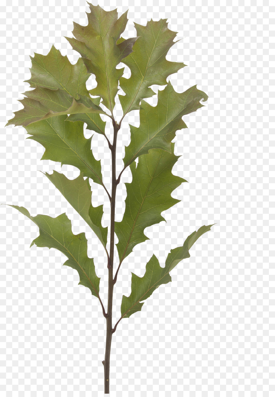 Folha，Planta PNG