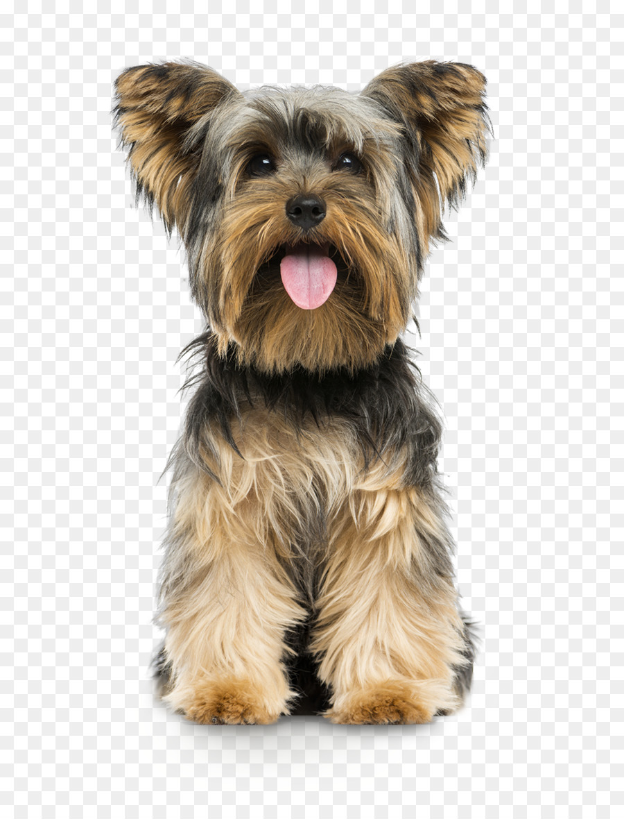 Cachorro，Yorkshire Terrier PNG