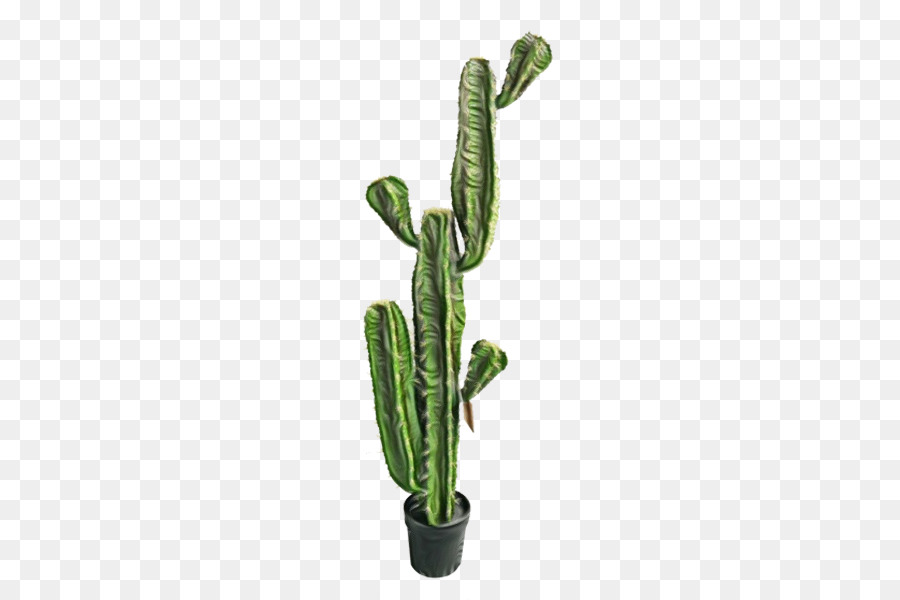 Cactus，Planta PNG