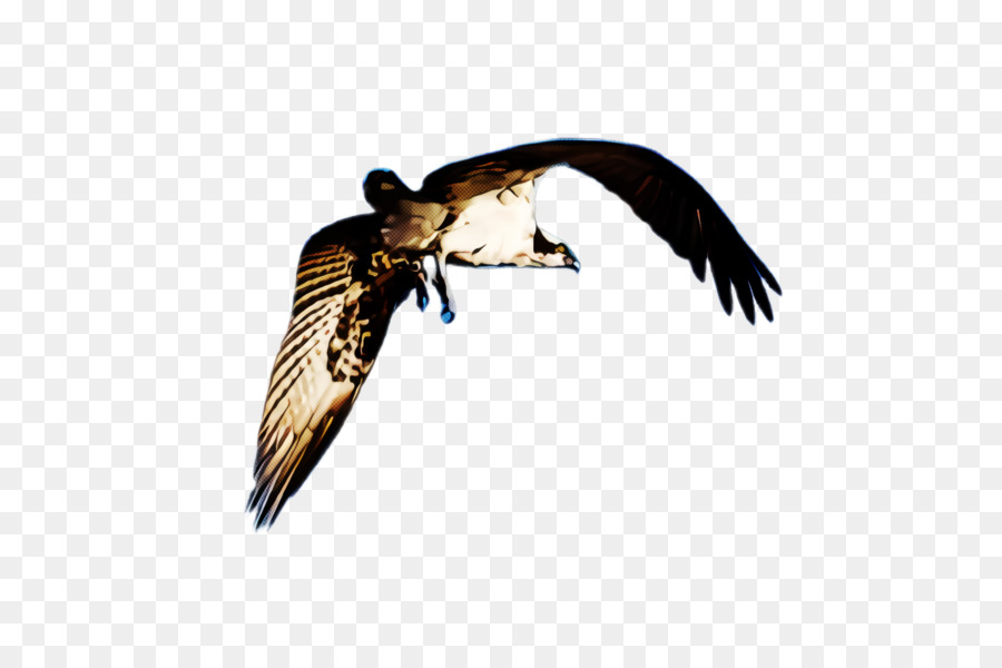 Aves，Kite PNG