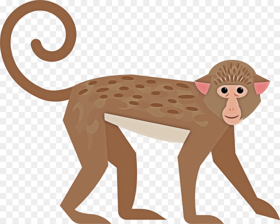 Macaco，Primata PNG