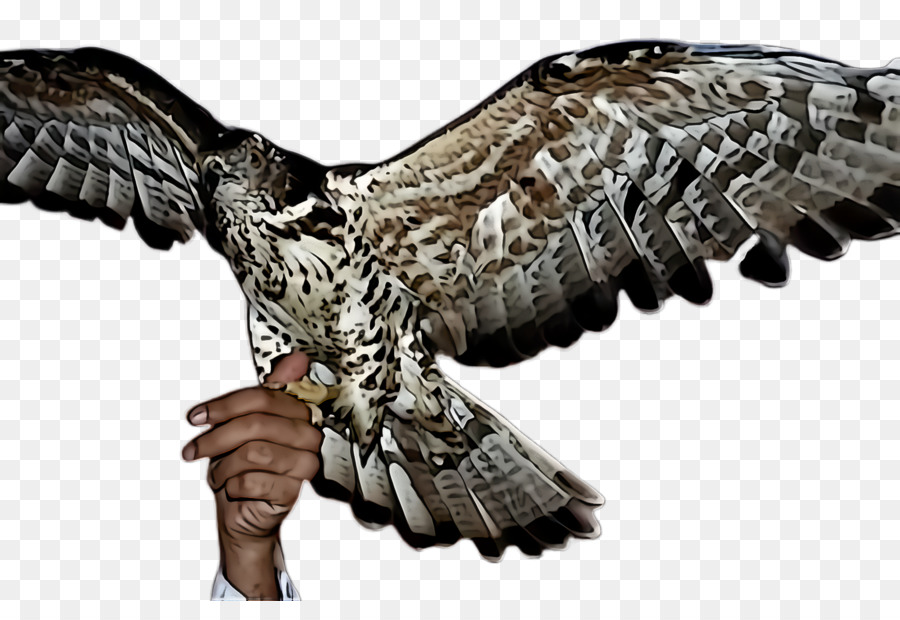 Aves，Bútio PNG