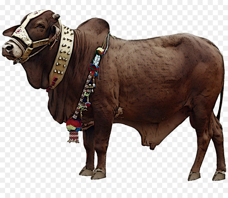 Bovinos，Bull PNG