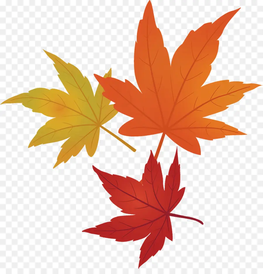 Folha，Maple Leaf PNG