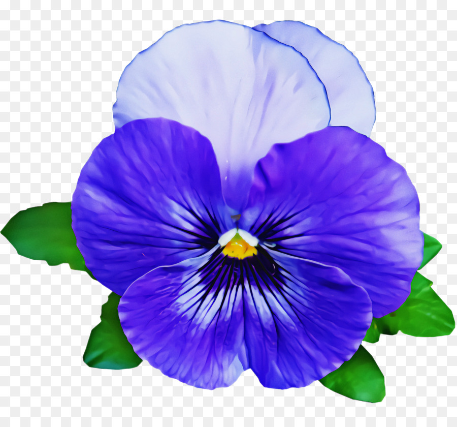 Flor，Violeta PNG