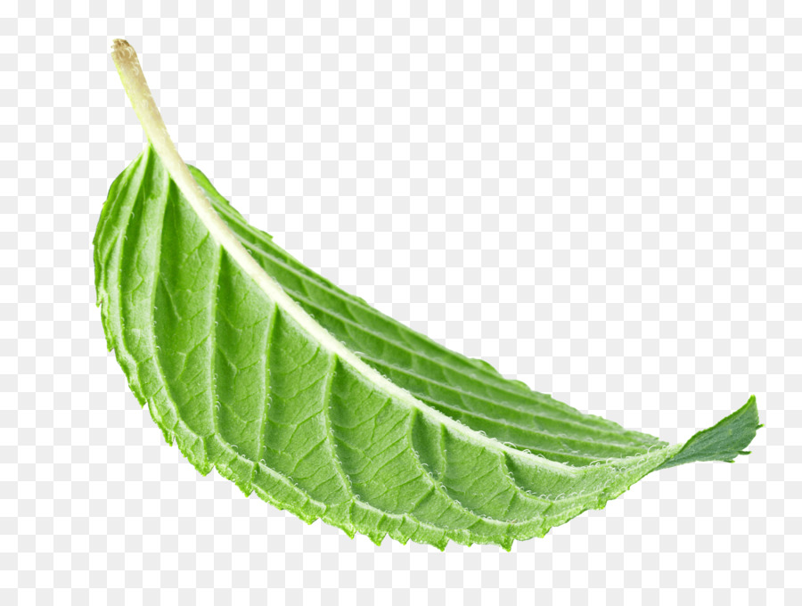 Folha，Planta PNG