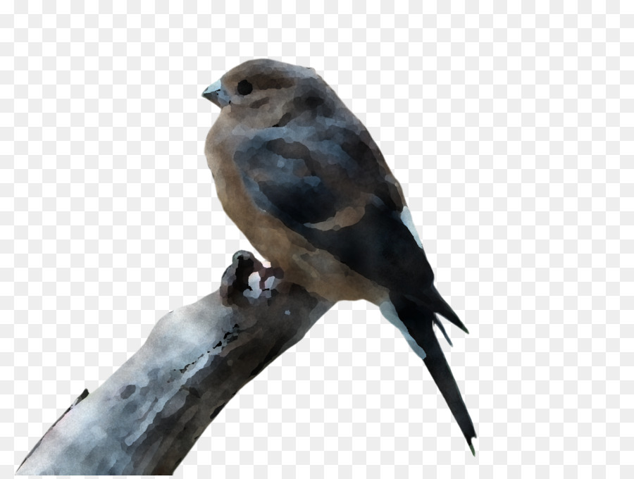 Aves，Bico PNG