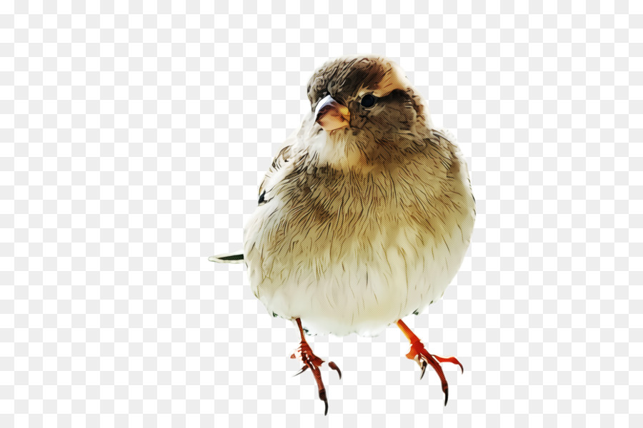 Aves，Bico PNG