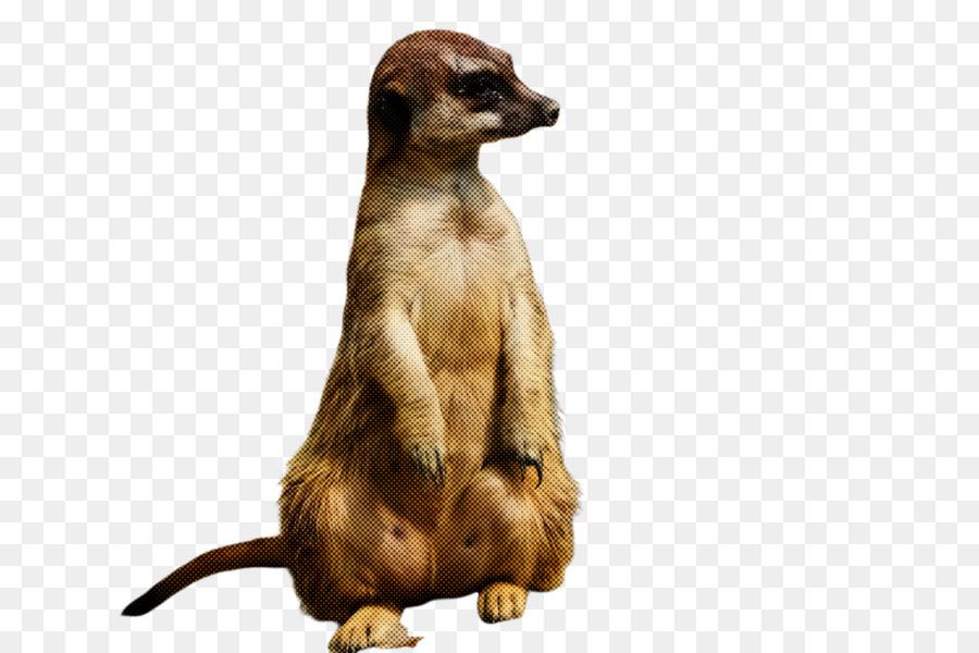 Meerkat，Mangusto PNG