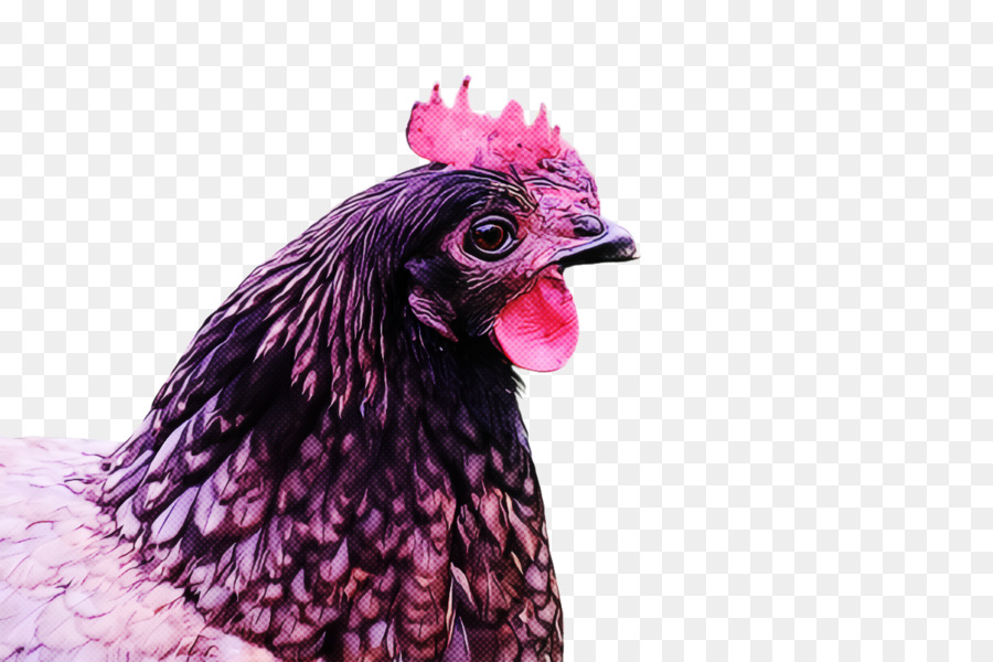 Frango，Galo PNG