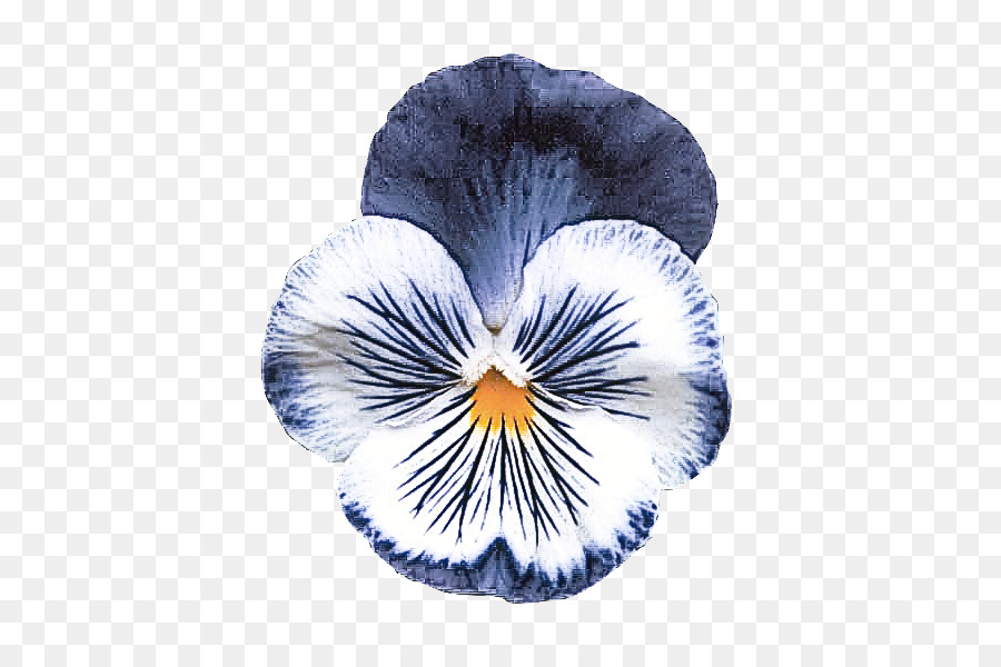Flor，Selvagem Pansy PNG