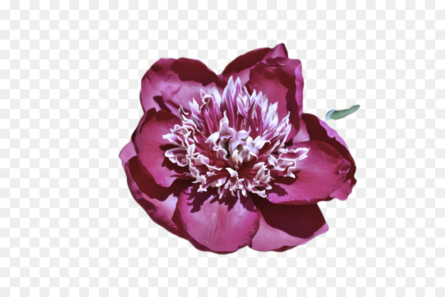 Flor Rosa，Florescer PNG